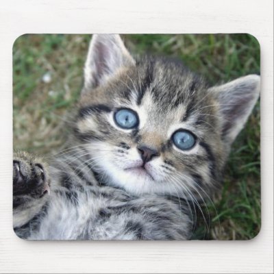 Adorable Blue-Eyed Silver Tabby Kitten Mousepad by kokobaby