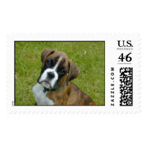 Adorable Boxer Puppy Stamp