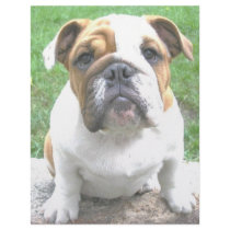 adorable bulldog puppy personalized letterhead