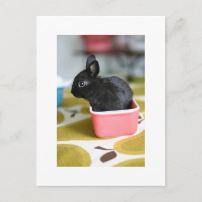 adorable bunny postcard