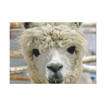 Adorable Canvas Prints