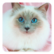 Adorable Cat Sticker