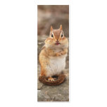 Adorable Chipmunk Business Cards
