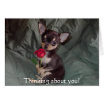 Adorable Cute Baby Chihuahua Merry Rose cards