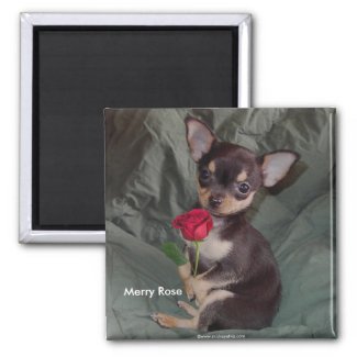 Adorable Cute Baby Chihuahua Merry Rose magnet
