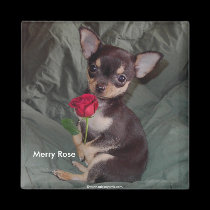 Adorable Cute Baby Chihuahua Merry Rose magnets by mickeyelvis128 Adorable Cute Baby Chihuahua Merry Rose magnets