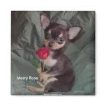 Adorable Cute Baby Chihuahua Merry Rose Fridge Magnet