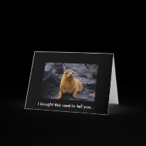 Adorable Cute Harbor Seal Pup On The Rocks cards