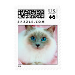 Adorable cute pedigree cat stamps