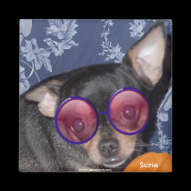 Adorable Cute Suzie Doozie Chihuahua magnets by mickeyelvis128 Adorable Cute Suzie Doozie Chihuahua magnets