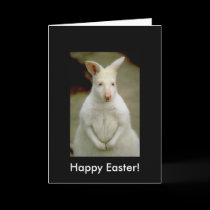 Adorable Cute White Albino Kangaroo cards