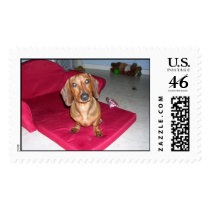 Adorable Dachshund postage