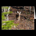 Adorable Deer in the Woods Card