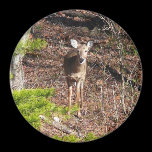 Adorable Deer in the Woods Magnet