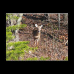 Adorable Deer in the Woods Postcard