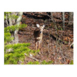 Adorable Deer in the Woods Postcard