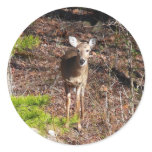 Adorable Deer in the Woods Sticker