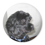 Adorable Dog Magnet