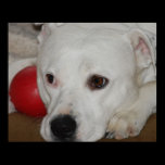 Adorable Dog With Red Ball Poster/Print posters