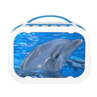 Adorable Dolphin Lunch Boxes