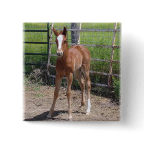Adorable Filly buttons