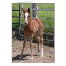 Adorable Filly cards