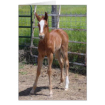 Adorable Filly cards