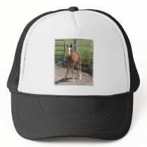 Adorable Filly hats by jhimages Adorable Filly hats
