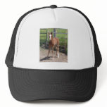 Adorable Filly hats