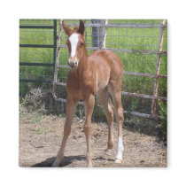 Adorable Filly magnets by jhimages Adorable Filly magnets
