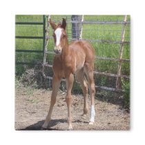 Adorable Filly magnets by jhimages Adorable Filly magnets