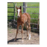 Adorable Filly Post Cards