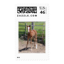 Adorable Filly postage by jhimages Adorable Filly postage