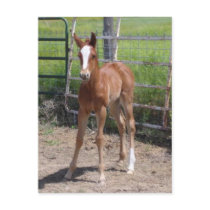 Adorable Filly postcards