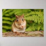 Adorable fluffy baby chipmunk posters