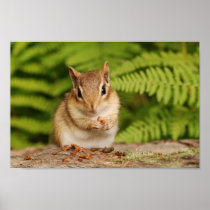 Adorable fluffy baby chipmunk posters