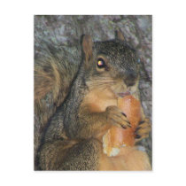 Adorable Fox Squirrel in a Tree Eating a Roll Post Card