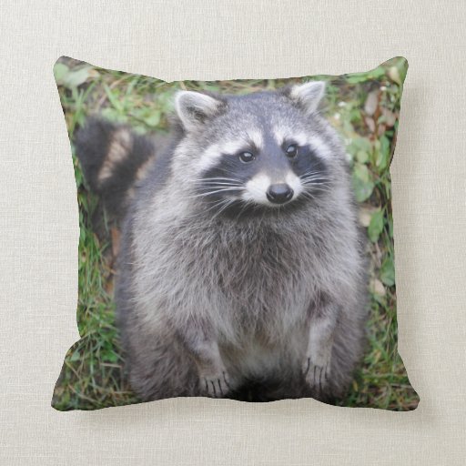 racoon body pillow