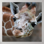 Adorable Giraffe Poster
