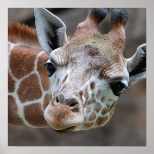 Adorable Giraffe Poster