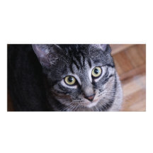 Adorable Grey Cat Face Photo Card Template