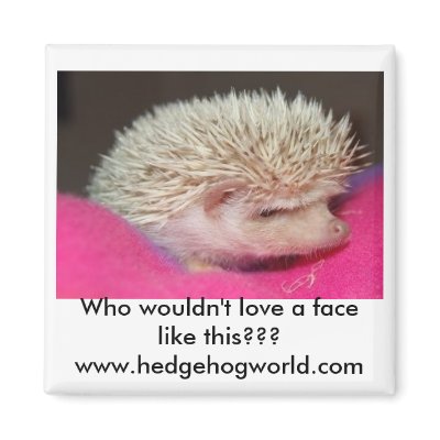 Adorable hedgehog magnet by hedgehogworld