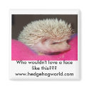 Adorable hedgehog magnet
