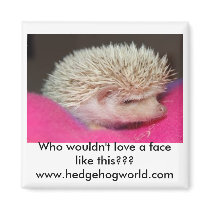 Adorable hedgehog magnet by hedgehogworld Adorable hedgehog magnet