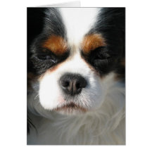 Adorable King Charles Spaniel Greeting Cards