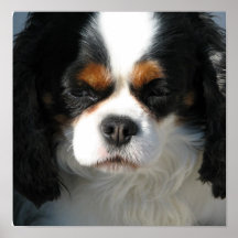 Adorable King Charles Spaniel Poster