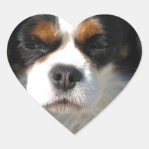 Adorable King Charles Spaniel Stickers