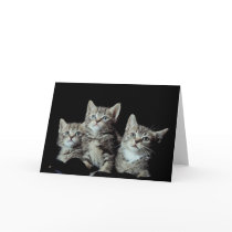 Adorable Kittens cards by White_Wedding Adorable Kittens cards