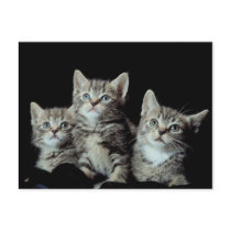 Adorable Kittens postcards