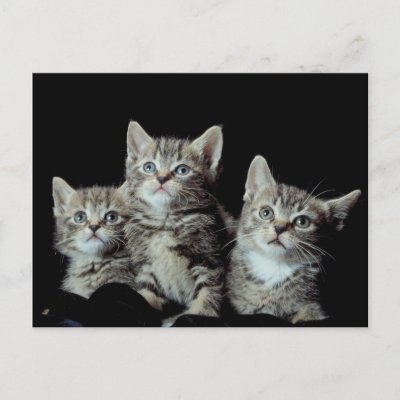 Adorable Kittens Postcards